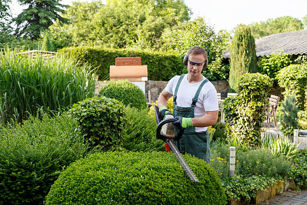 Tree & Shrub Care