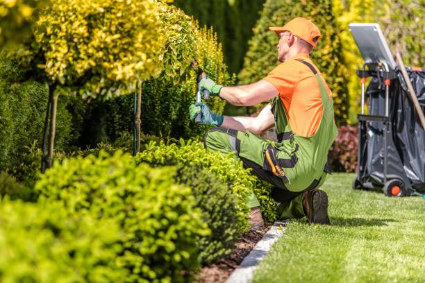 Lawn Care & Maintenance